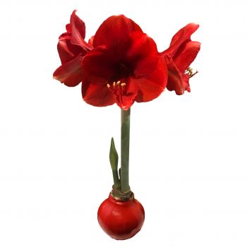 Red Waxed Red Lion Amaryllis Bulb Size 26/28